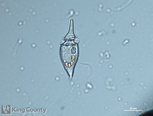 Photo of Oxyphysis oxytoxoides